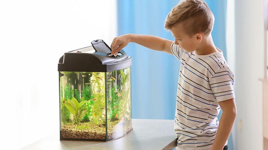 Boy feeding fish in aquarium